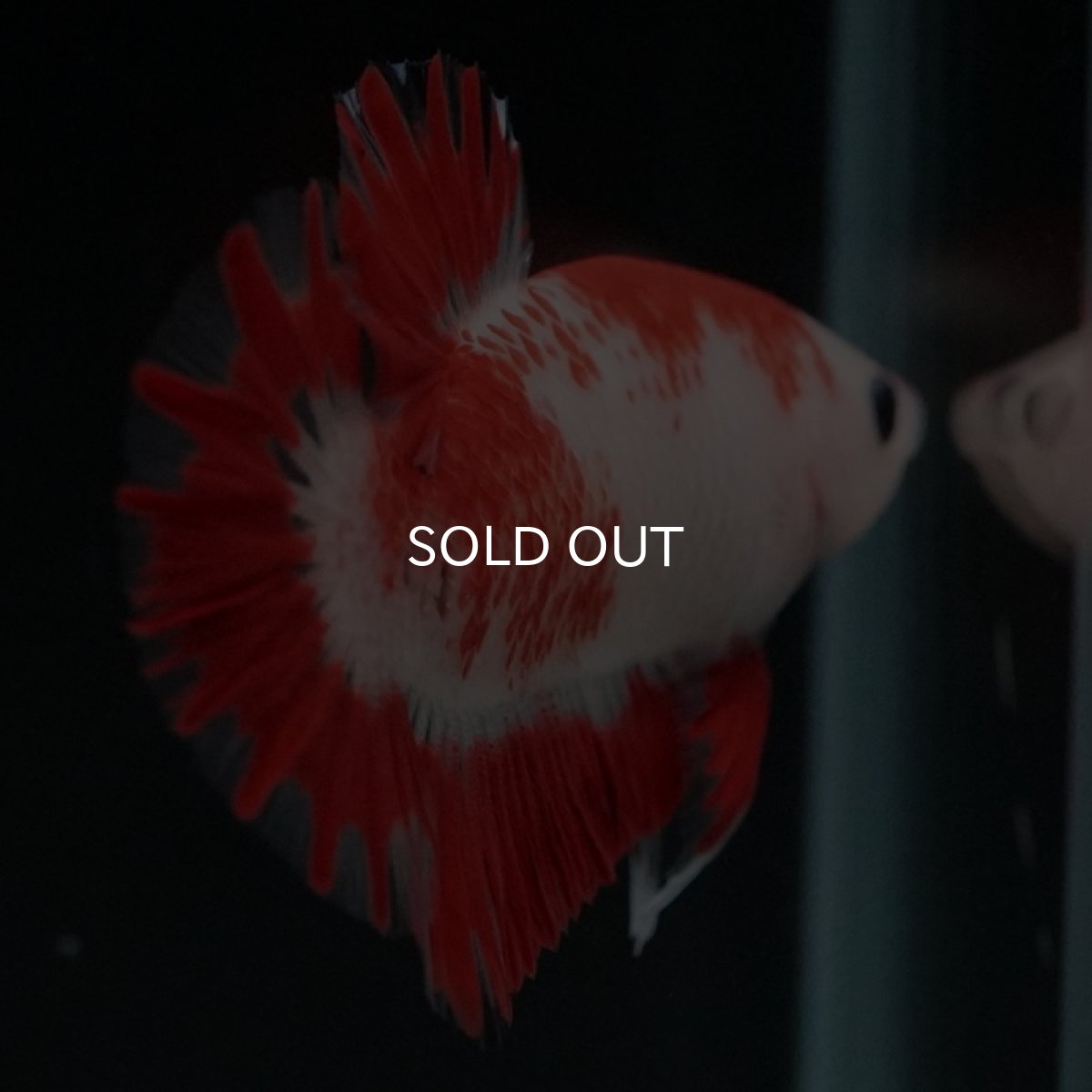 画像13: HMPK 紅白 変わり柄 (13)