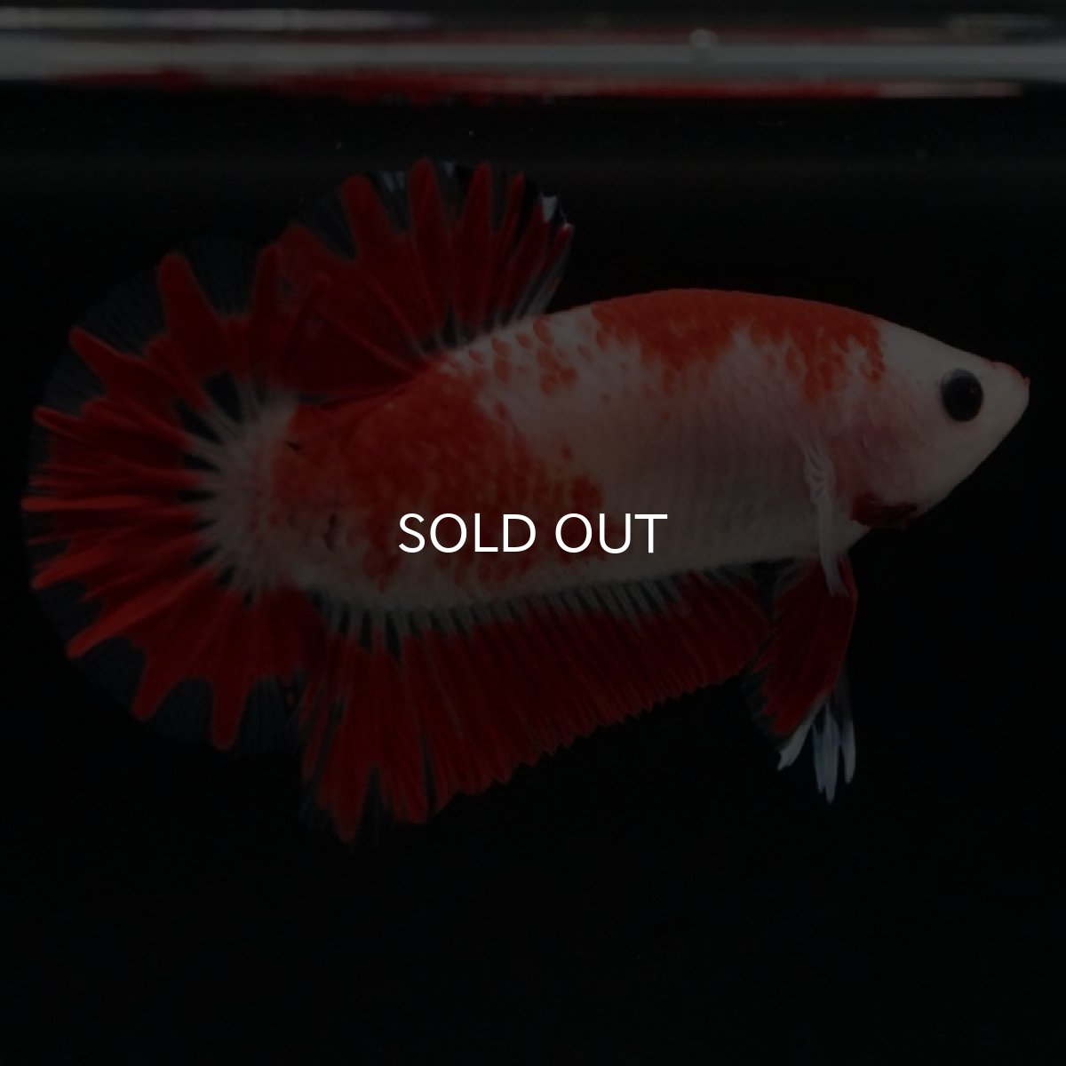 画像12: HMPK 紅白 変わり柄 (12)