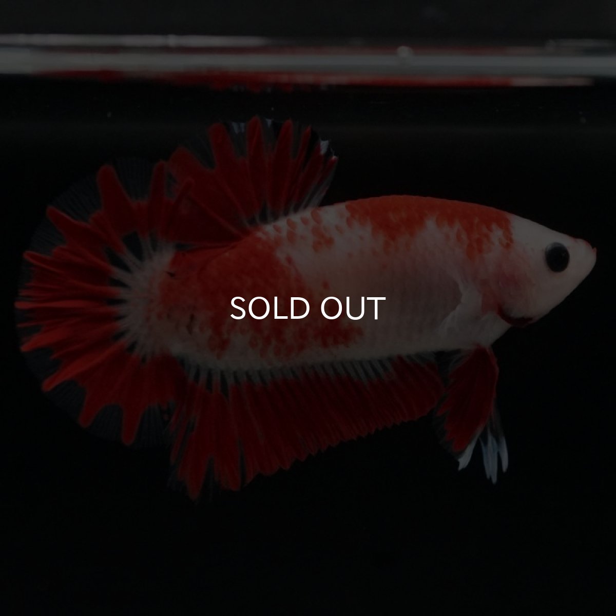 画像11: HMPK 紅白 変わり柄 (11)