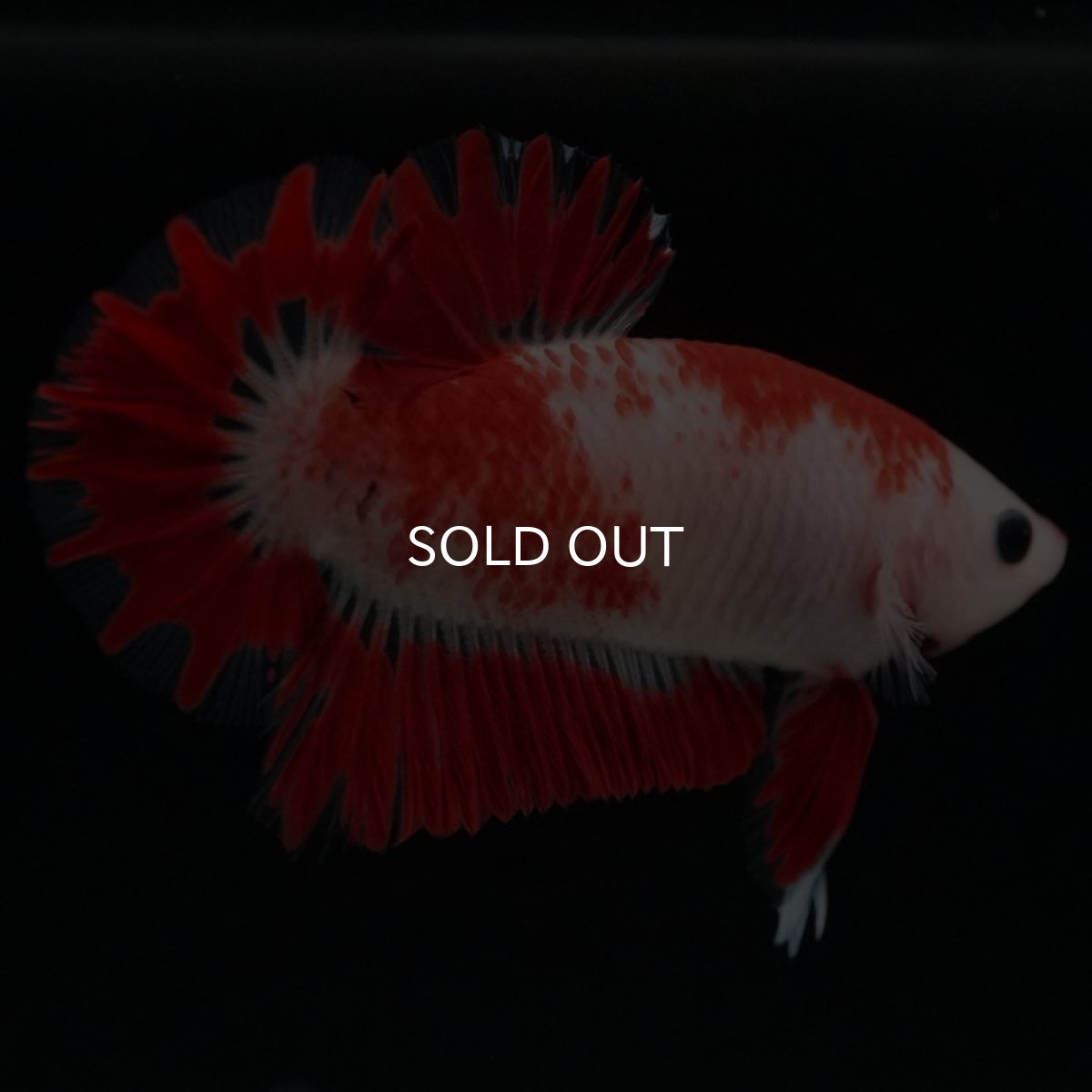 画像10: HMPK 紅白 変わり柄 (10)