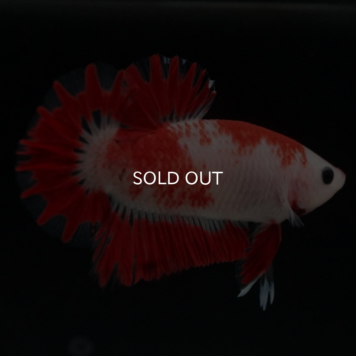 画像9: HMPK 紅白 変わり柄 (9)