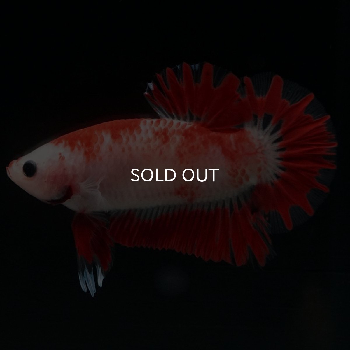 画像8: HMPK 紅白 変わり柄 (8)