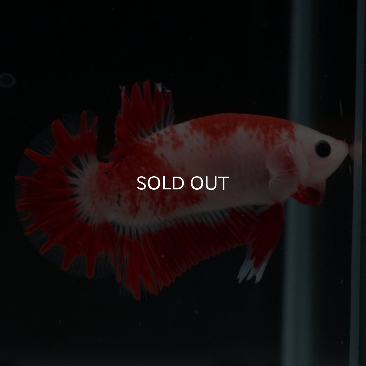 画像7: HMPK 紅白 変わり柄 (7)