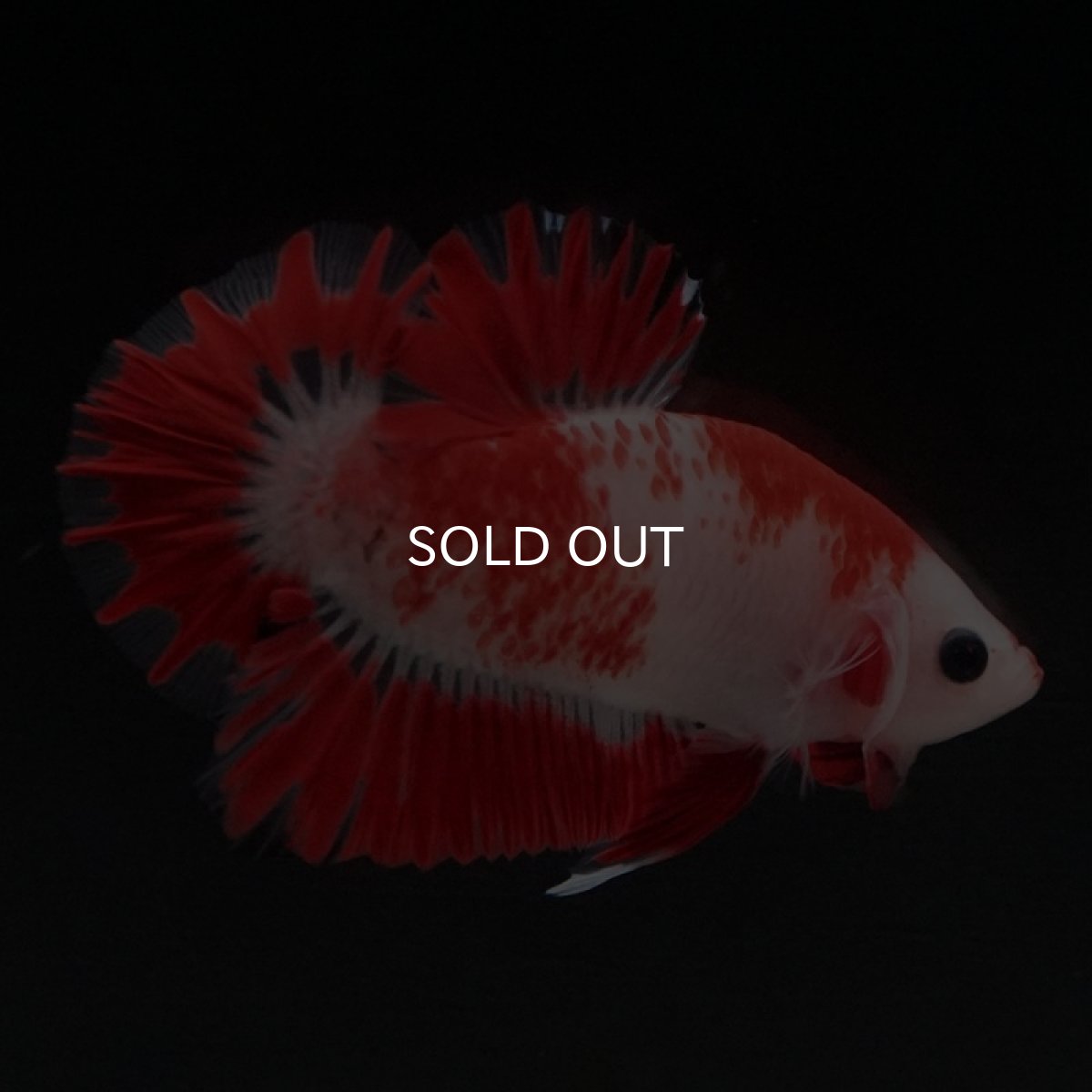 画像6: HMPK 紅白 変わり柄 (6)