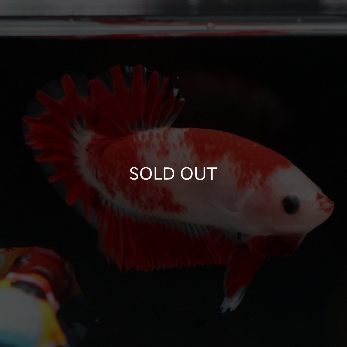 画像5: HMPK 紅白 変わり柄 (5)