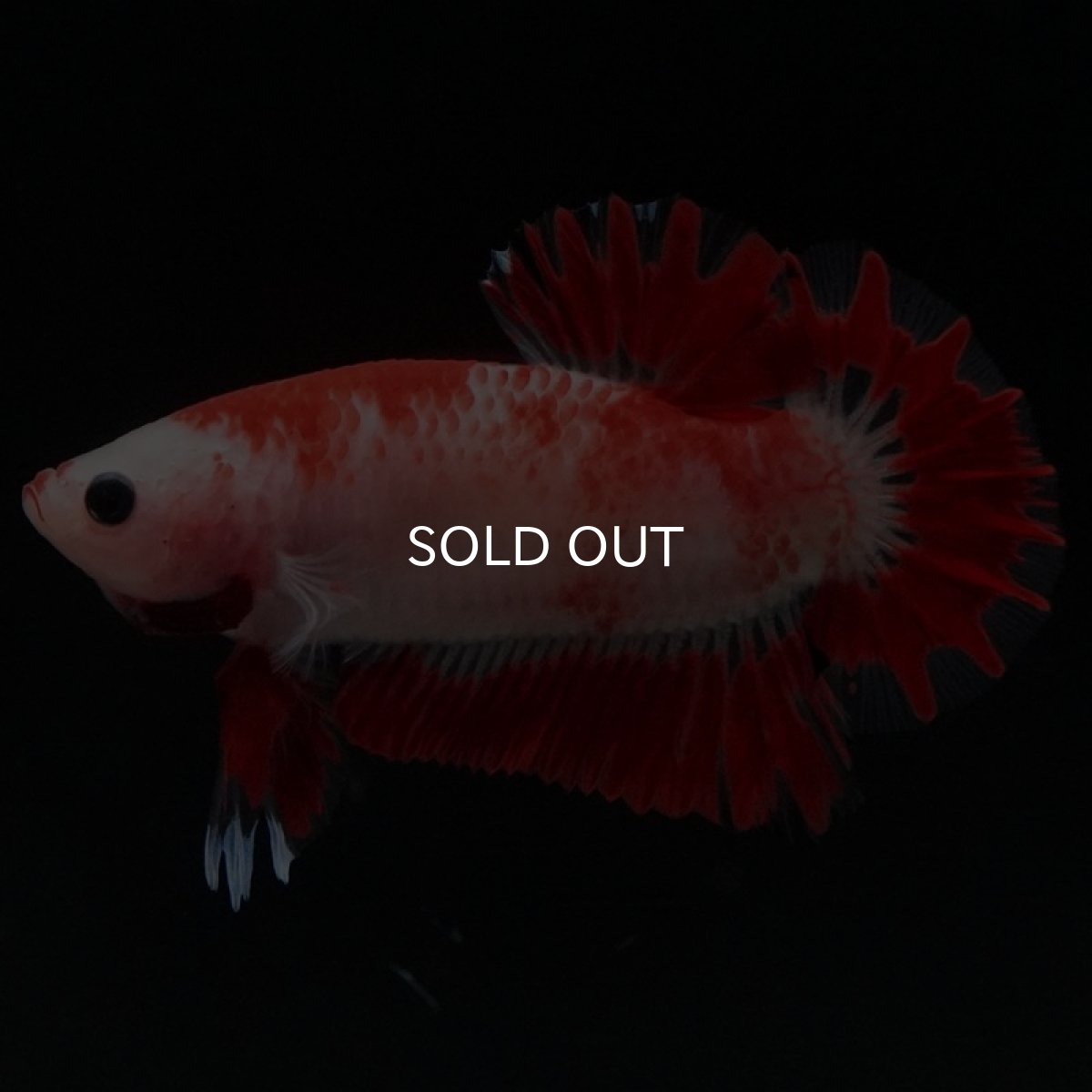 画像4: HMPK 紅白 変わり柄 (4)