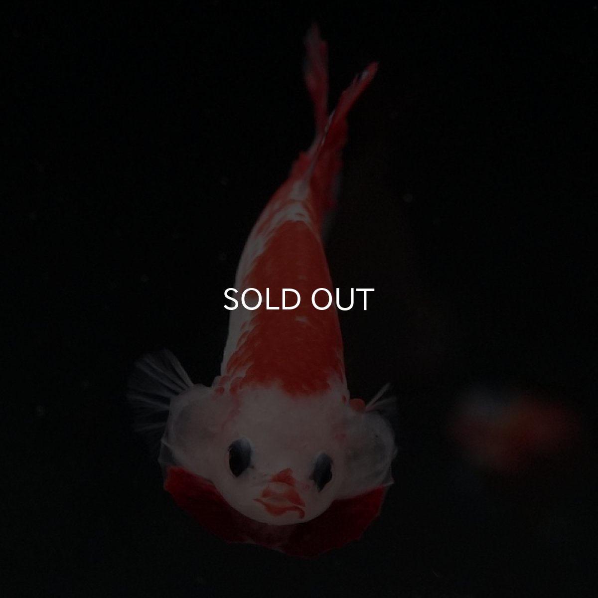 画像3: HMPK 紅白 変わり柄 (3)