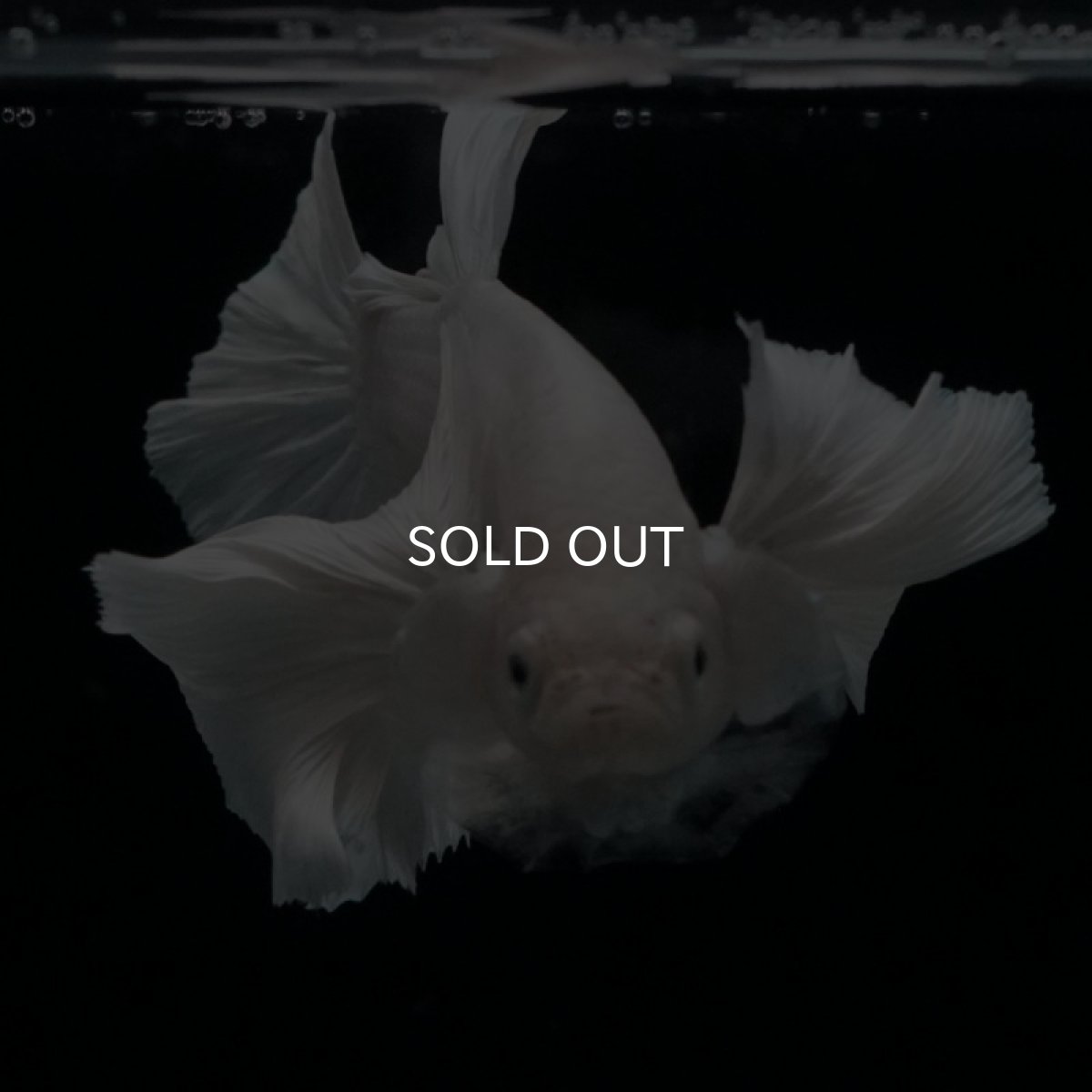 画像2: HMPK ホワイトダンボ (2)