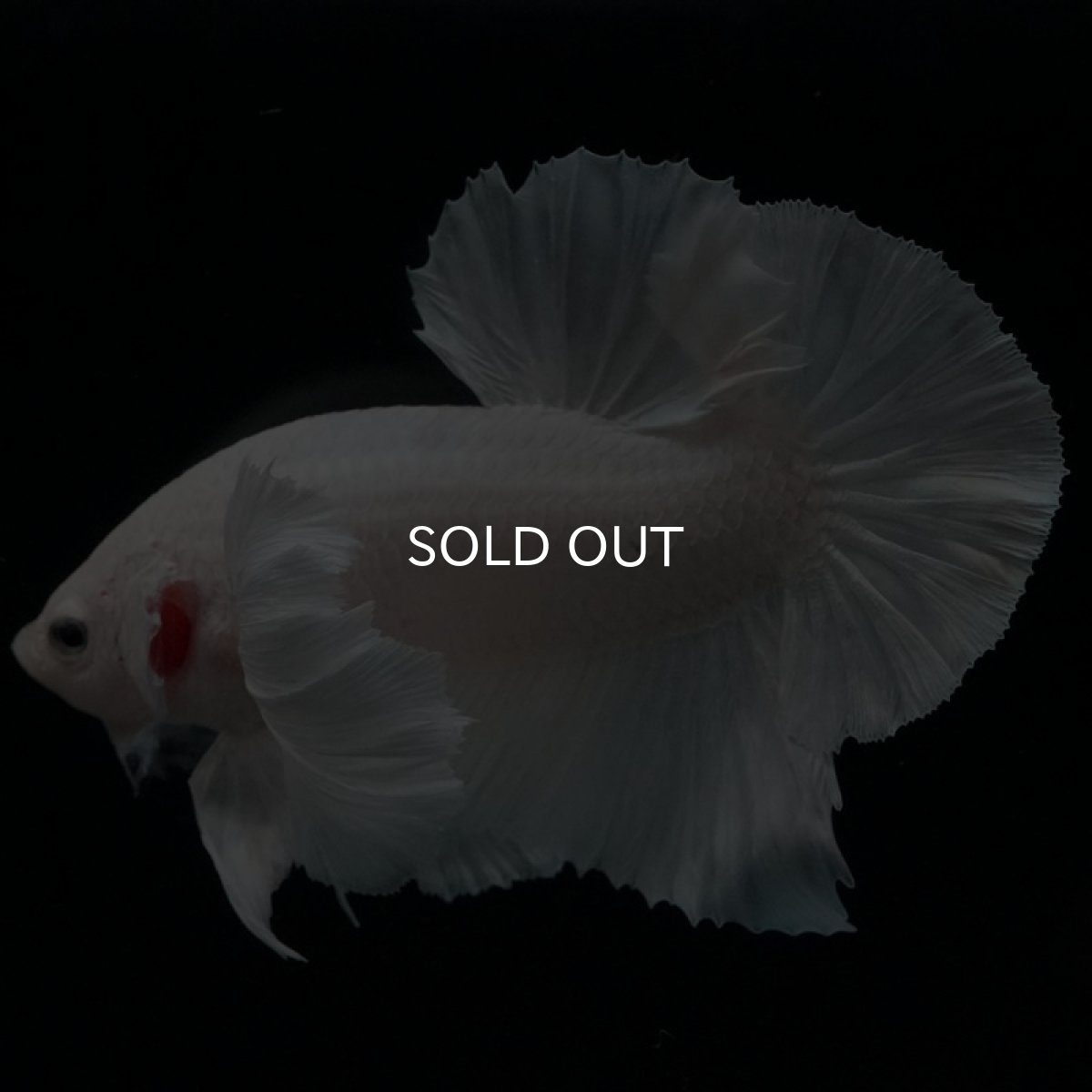 画像11: HMPK ホワイトダンボ (11)