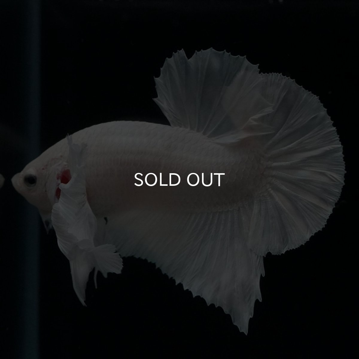 画像10: HMPK ホワイトダンボ (10)