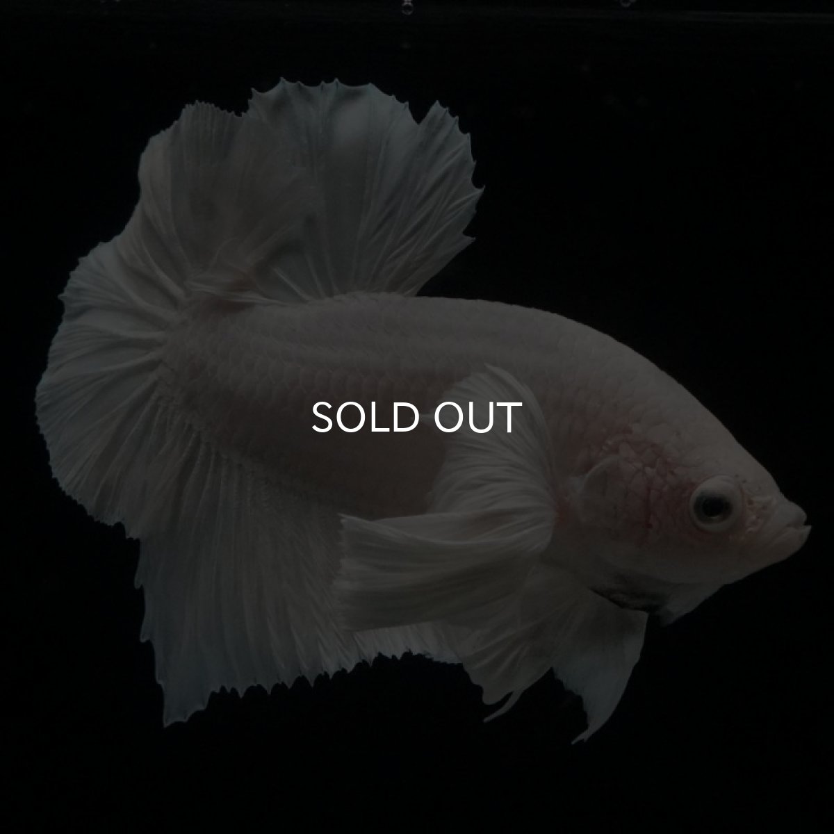 画像3: HMPK ホワイトダンボ (3)