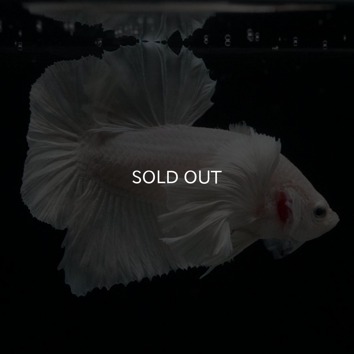 画像9: HMPK ホワイトダンボ (9)