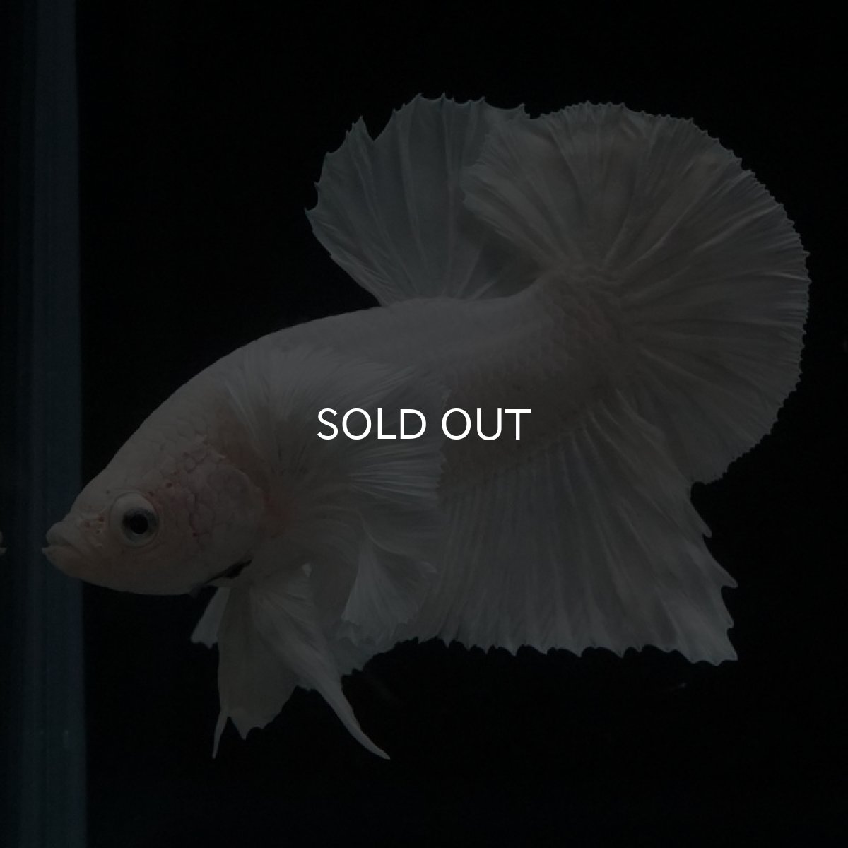 画像8: HMPK ホワイトダンボ (8)