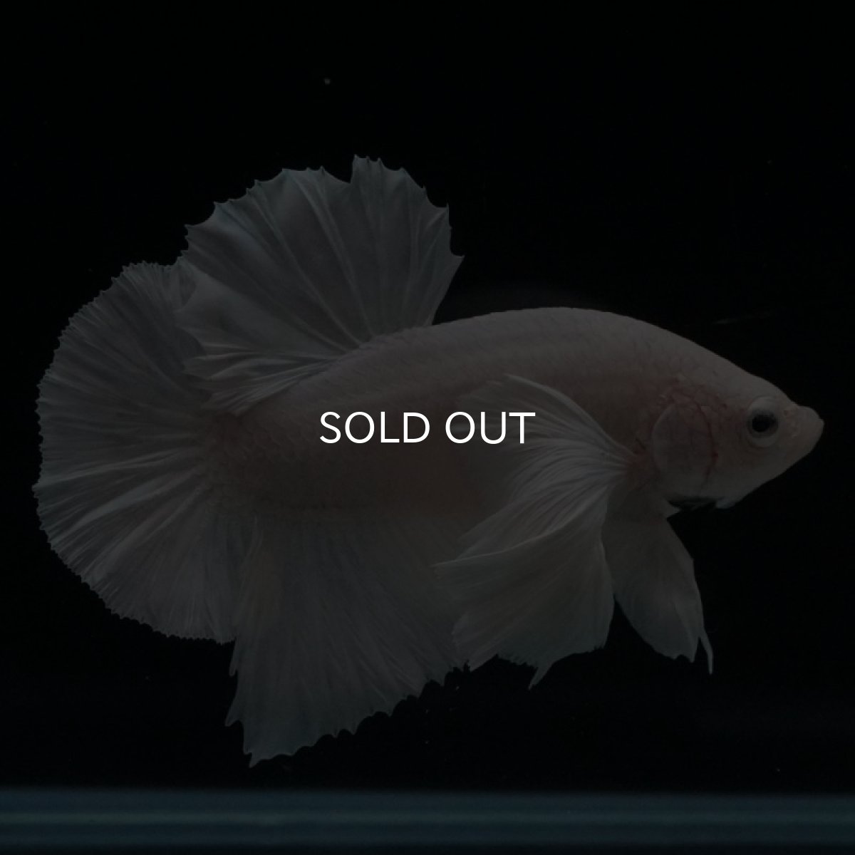 画像7: HMPK ホワイトダンボ (7)