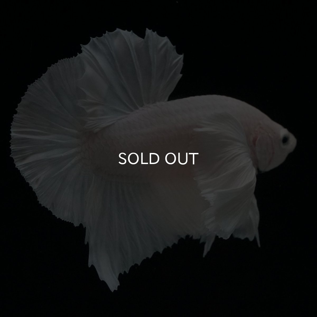 画像6: HMPK ホワイトダンボ (6)