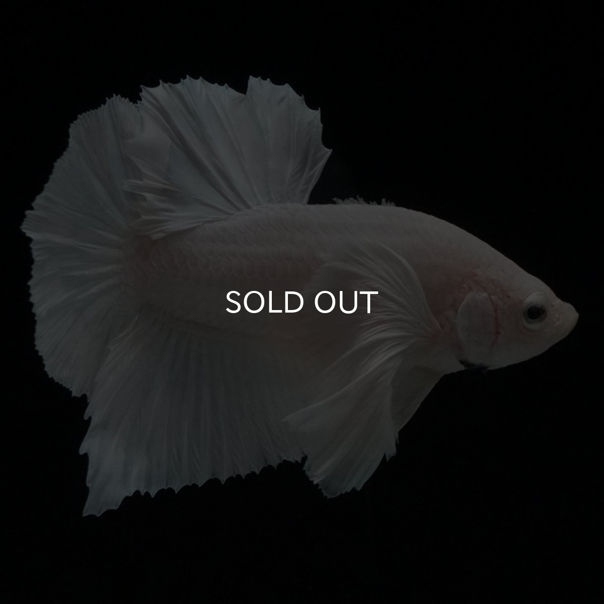 画像5: HMPK ホワイトダンボ (5)