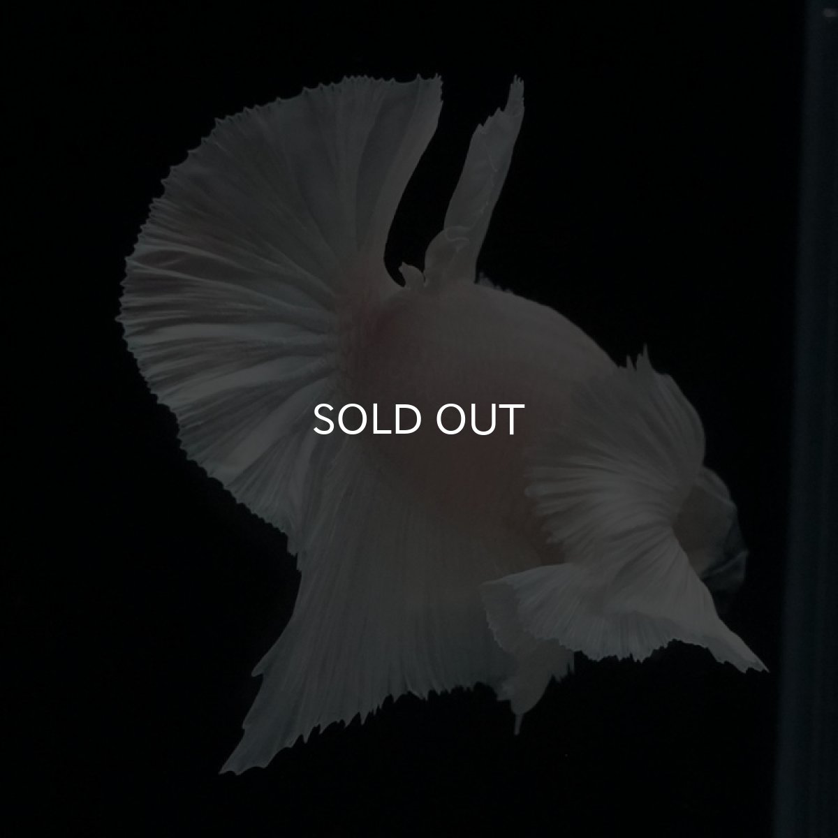 画像4: HMPK ホワイトダンボ (4)