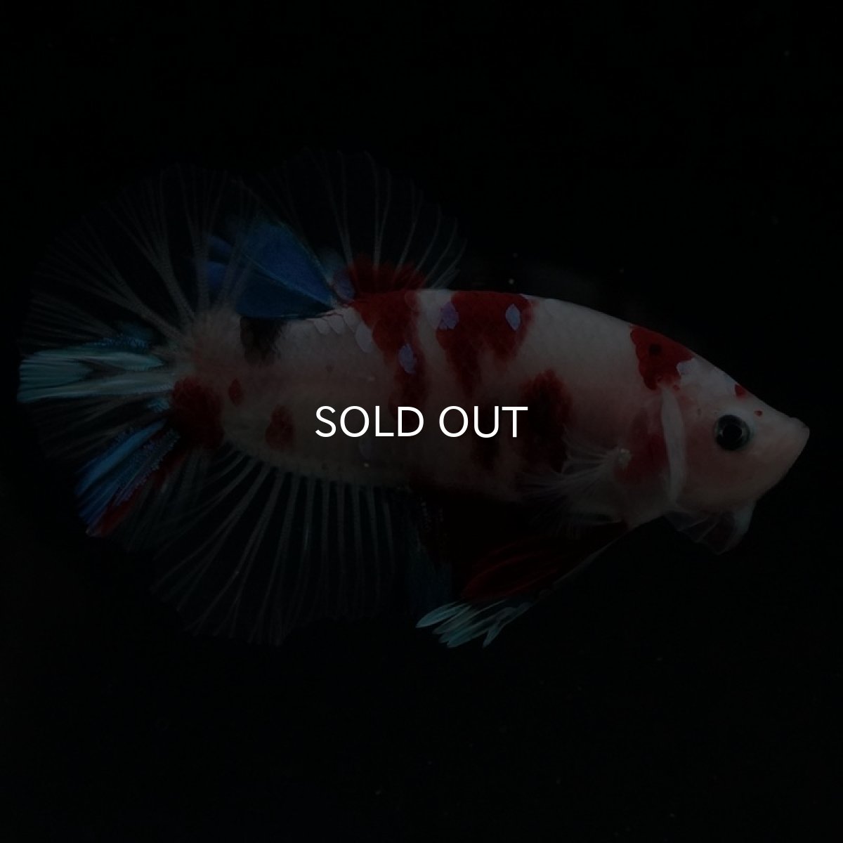 画像16: HMPK 鯉 (16)