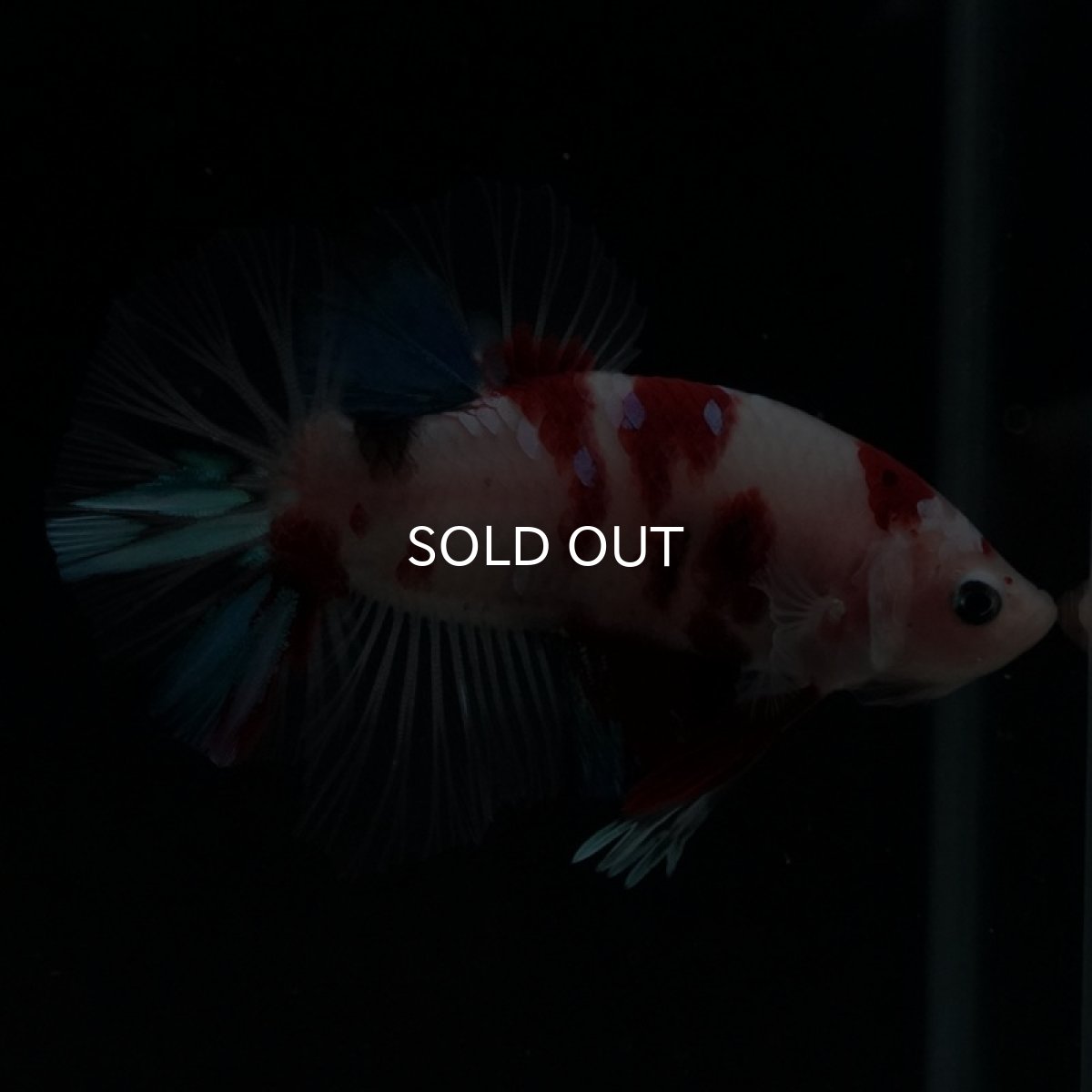 画像3: HMPK 鯉 (3)