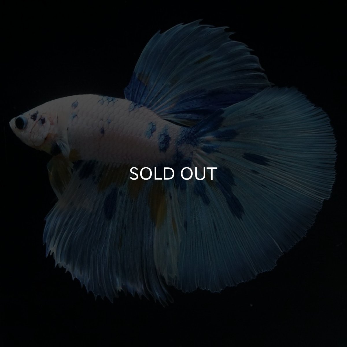 画像11: HM ホワイトブルーファンシー (11)