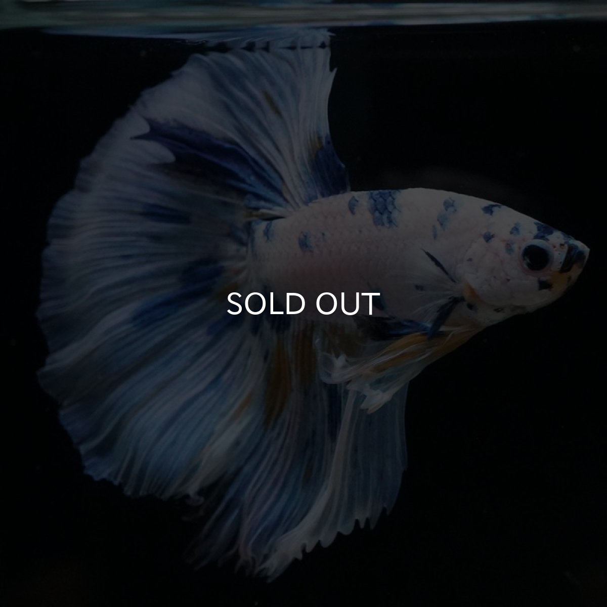 画像10: HM ホワイトブルーファンシー (10)