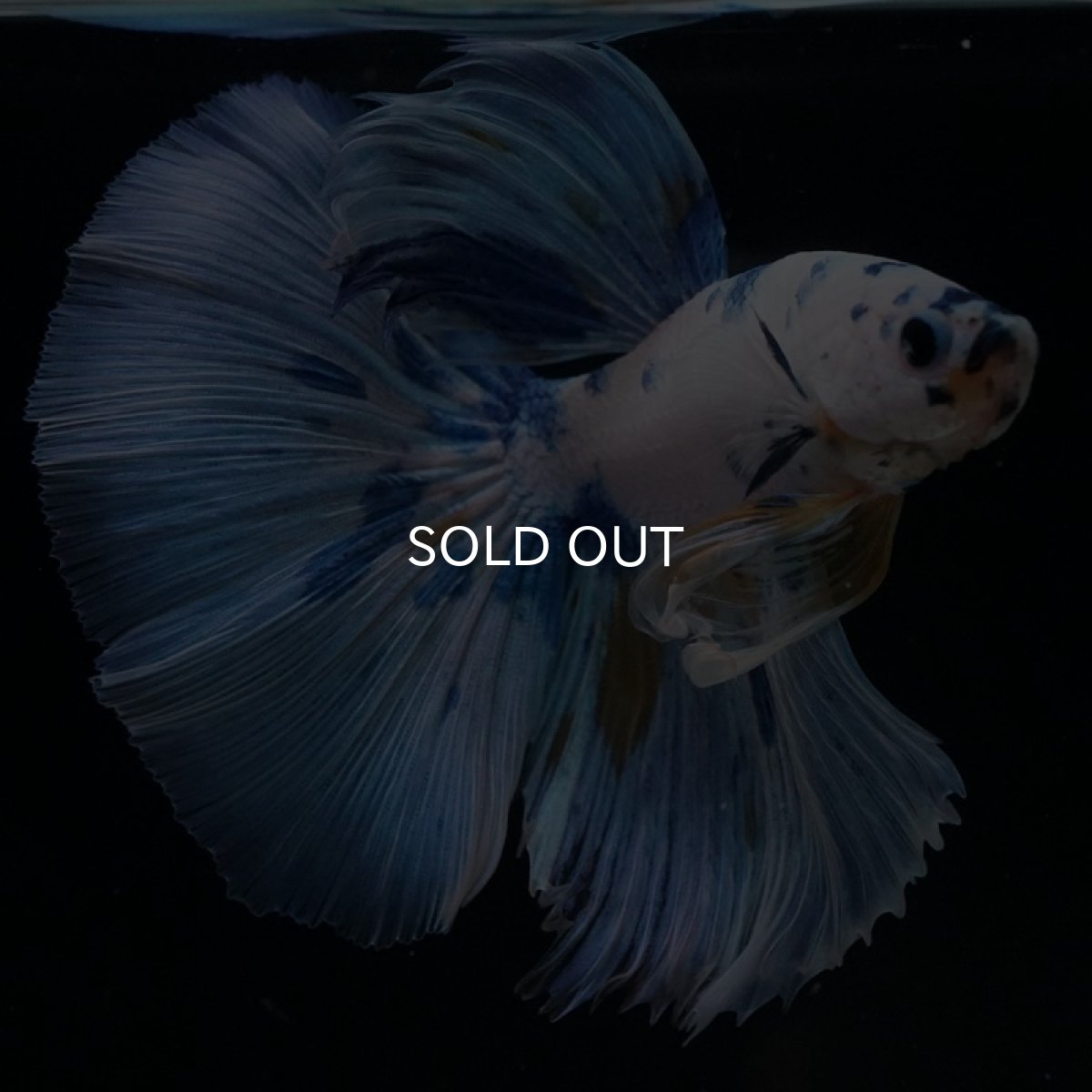 画像9: HM ホワイトブルーファンシー (9)