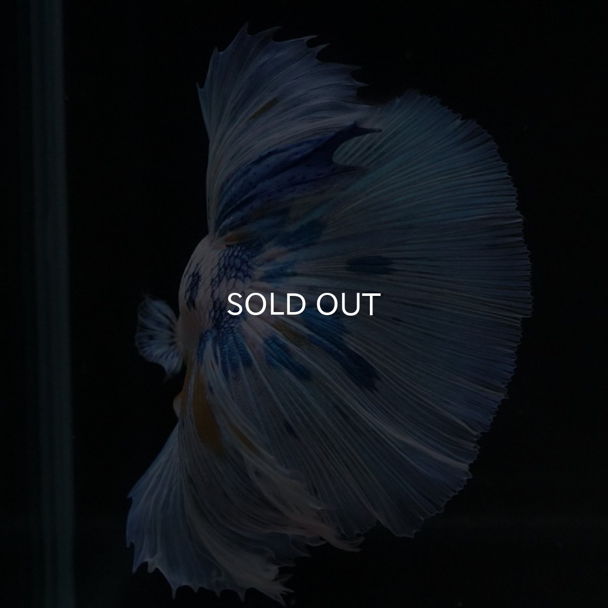 画像8: HM ホワイトブルーファンシー (8)