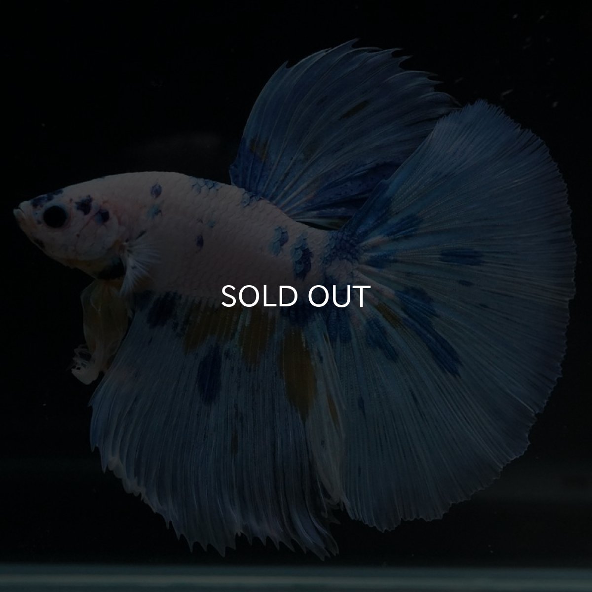 画像7: HM ホワイトブルーファンシー (7)