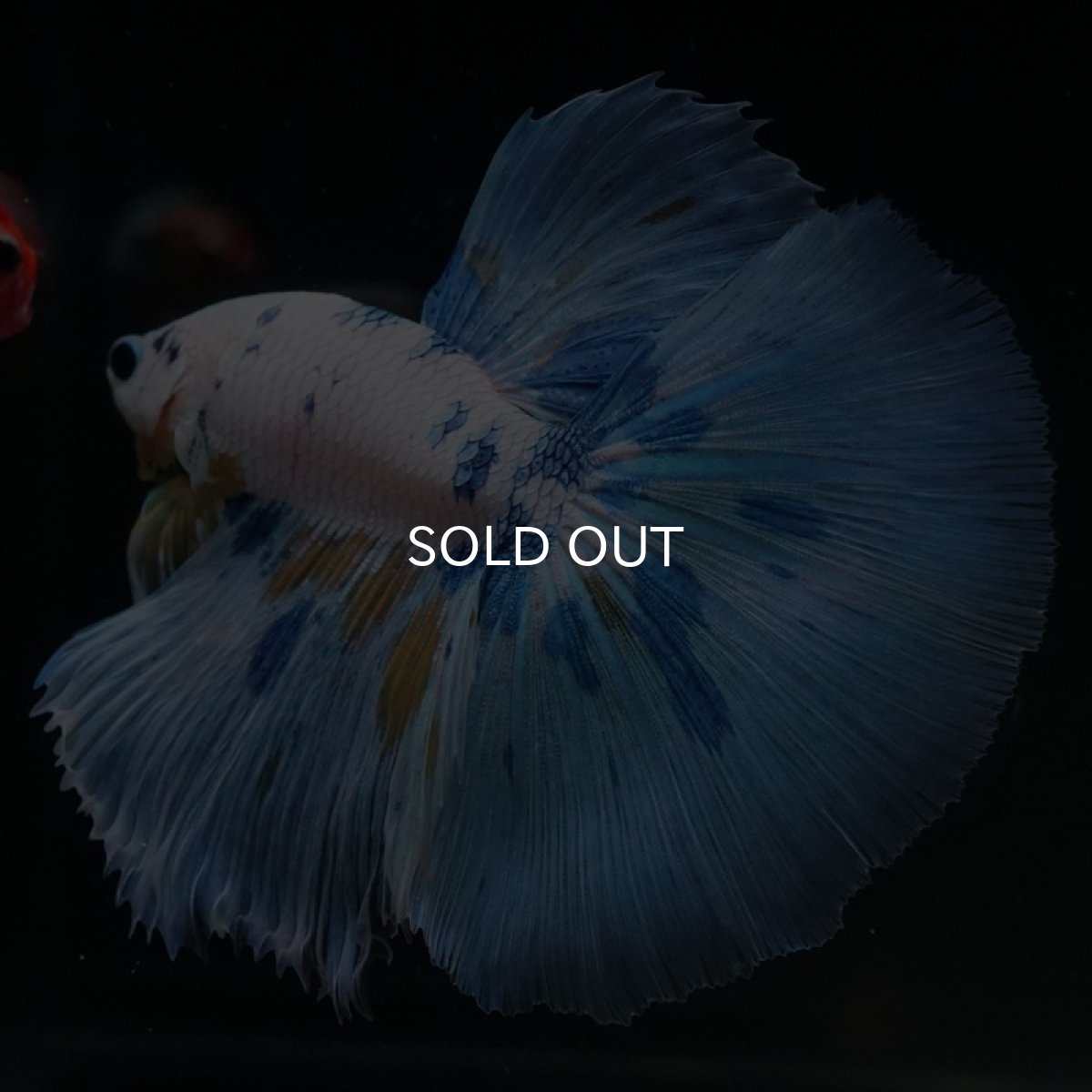 画像6: HM ホワイトブルーファンシー (6)