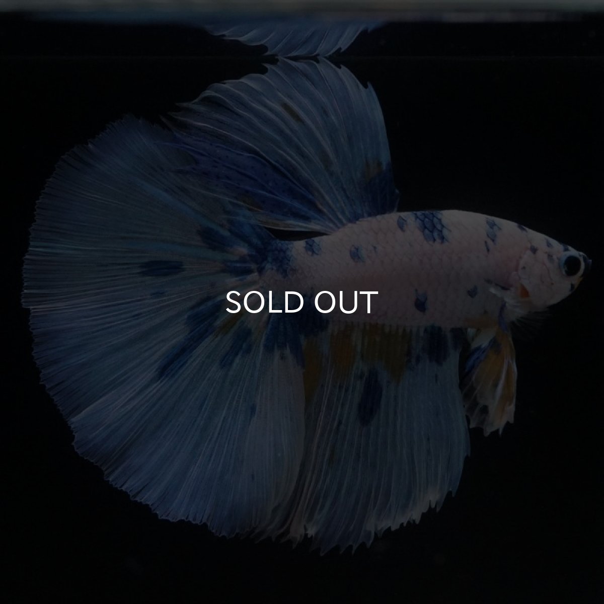 画像5: HM ホワイトブルーファンシー (5)