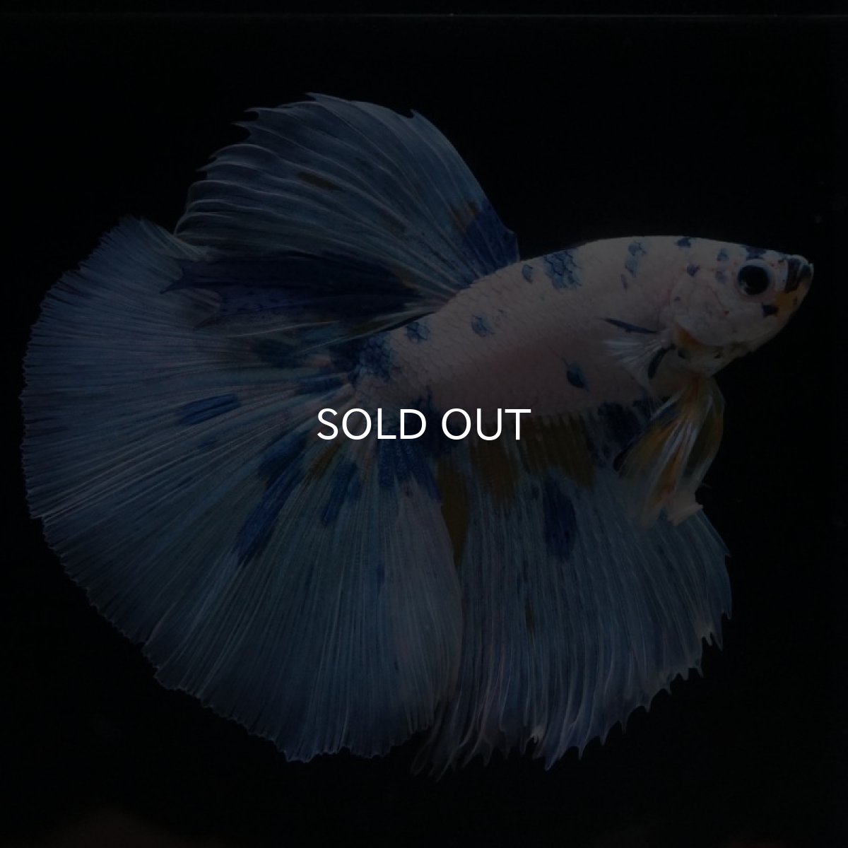 画像4: HM ホワイトブルーファンシー (4)