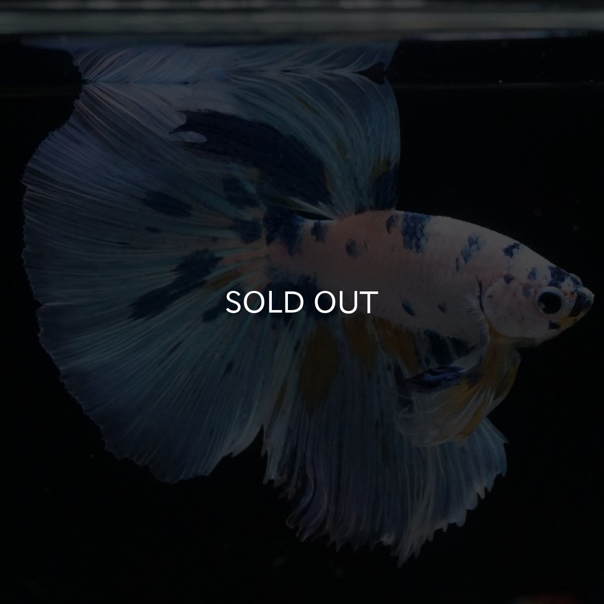 画像3: HM ホワイトブルーファンシー (3)