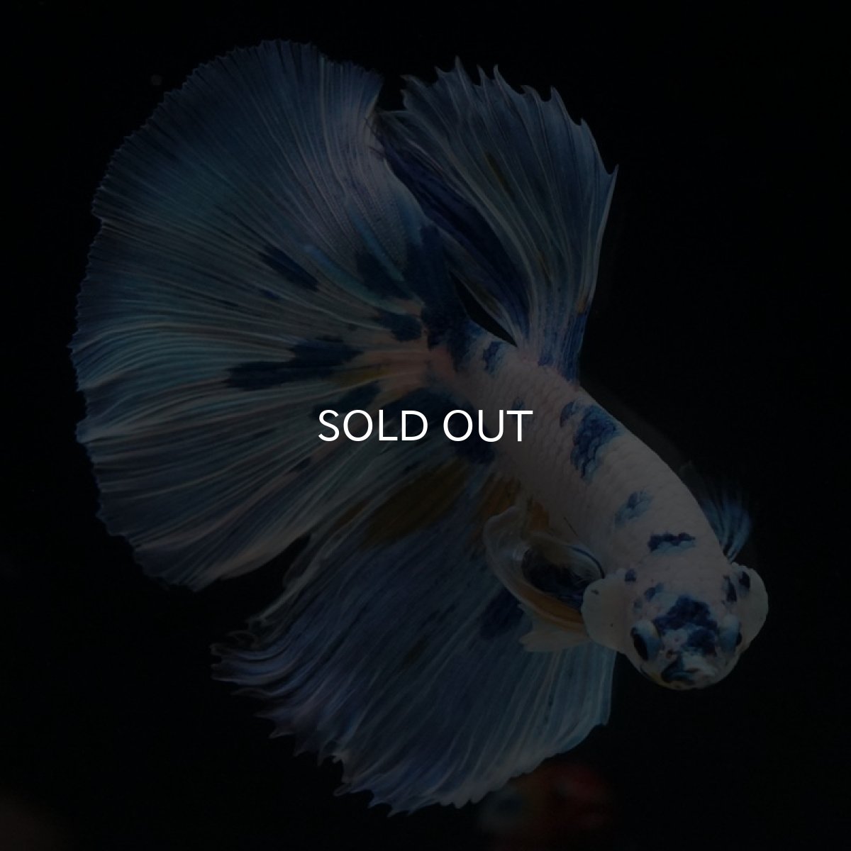 画像2: HM ホワイトブルーファンシー (2)