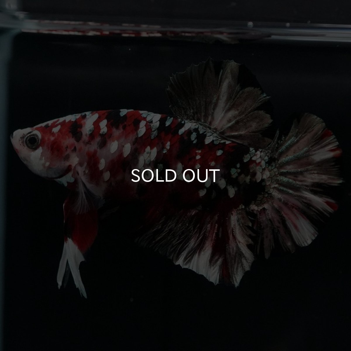 画像2: HMPK レッドカッパーギャラクシー (2)