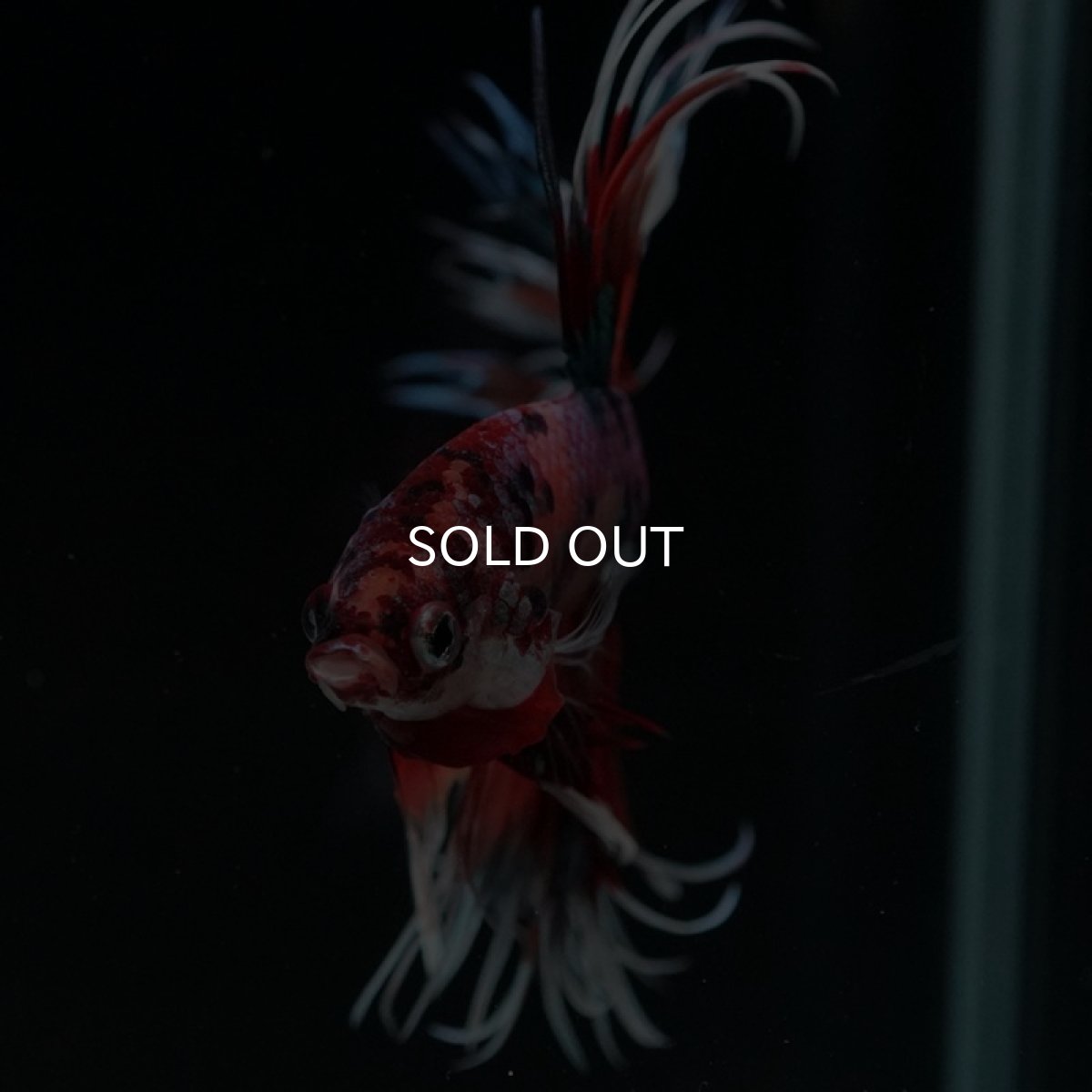 画像4: CT キャンディレインボー (4)