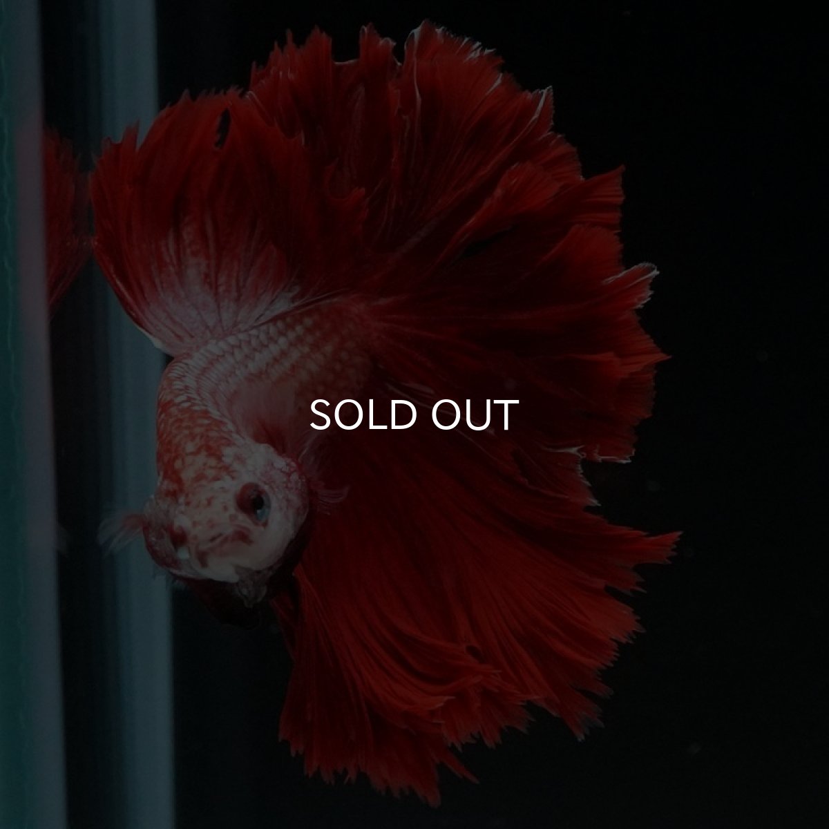 画像12: HM レッドドラゴン フェザーテール (12)