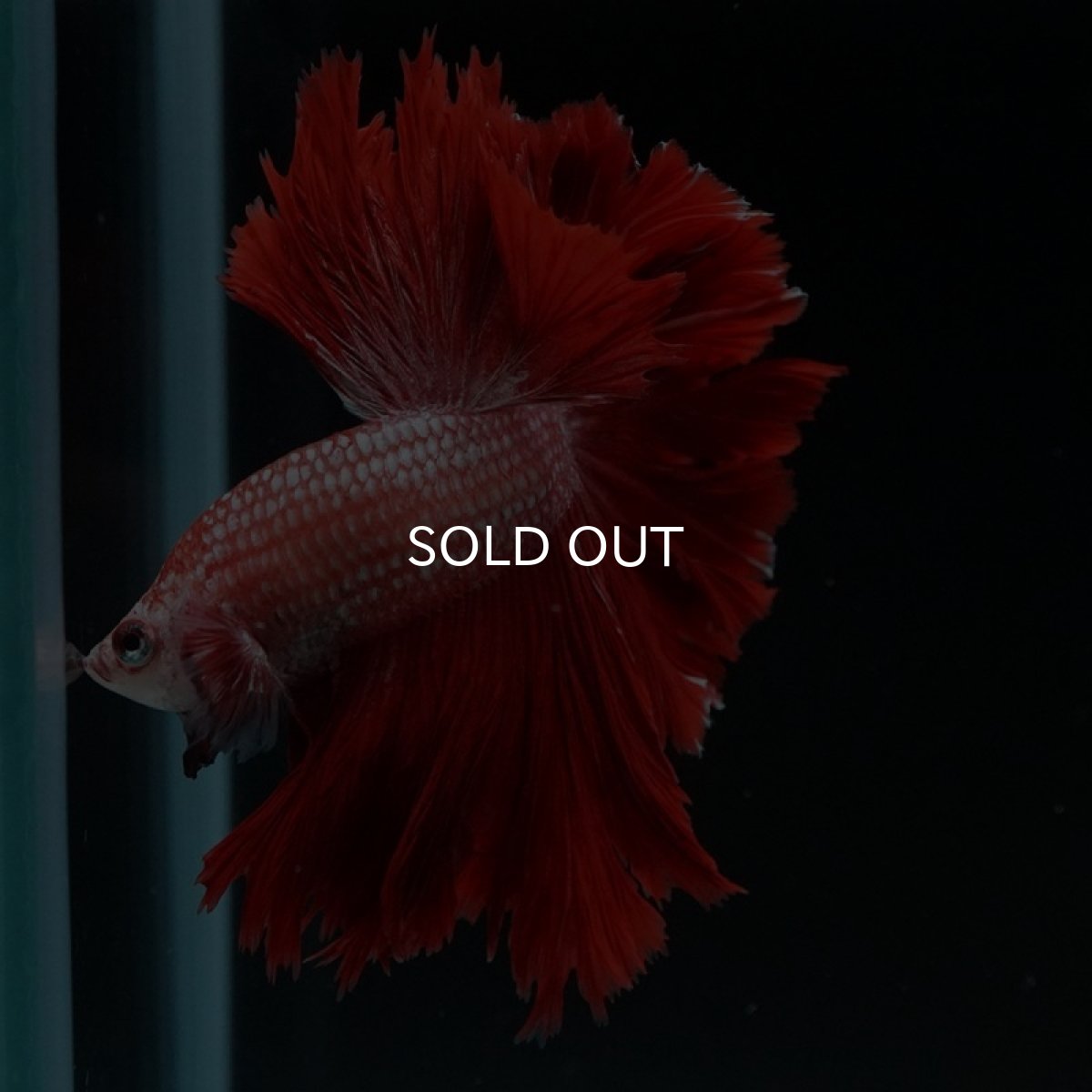 画像11: HM レッドドラゴン フェザーテール (11)