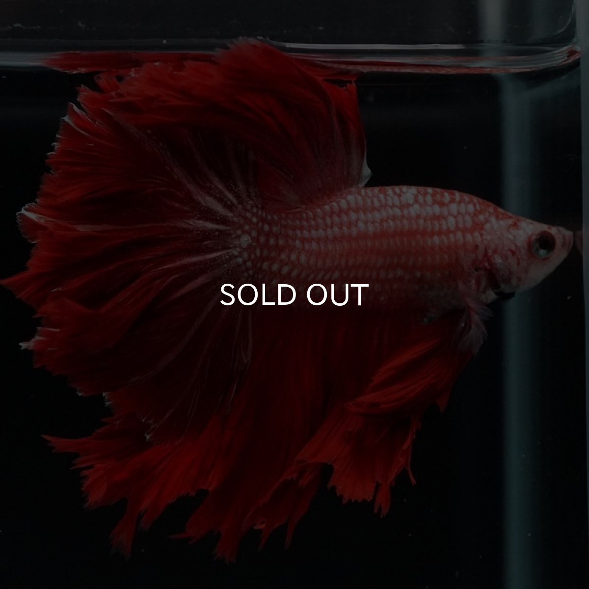 画像10: HM レッドドラゴン フェザーテール (10)