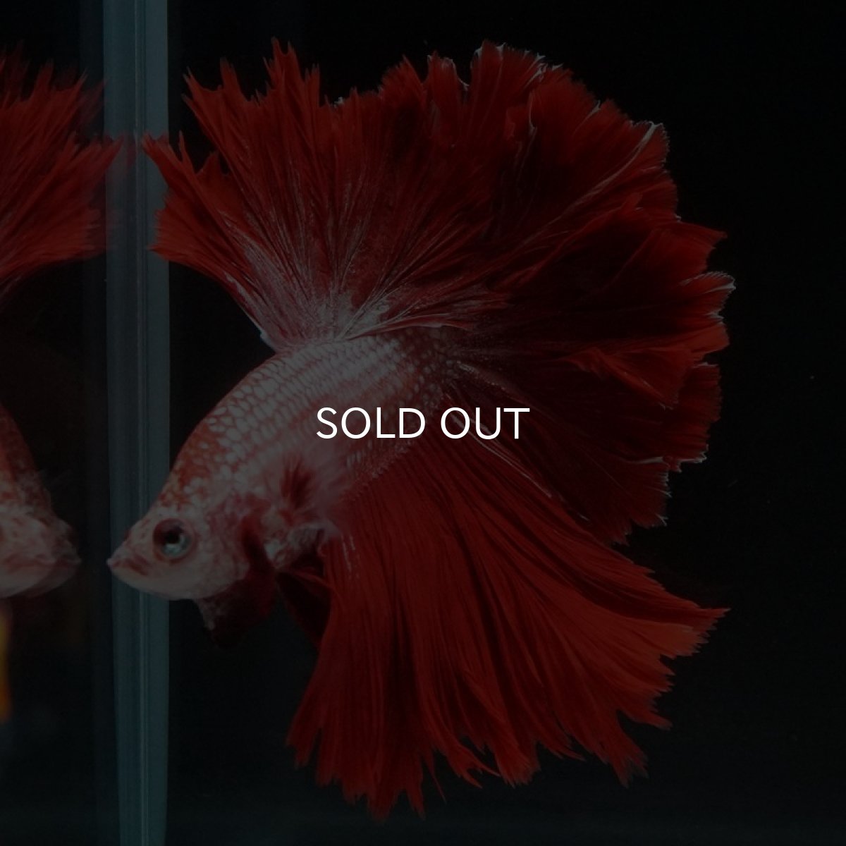 画像9: HM レッドドラゴン フェザーテール (9)