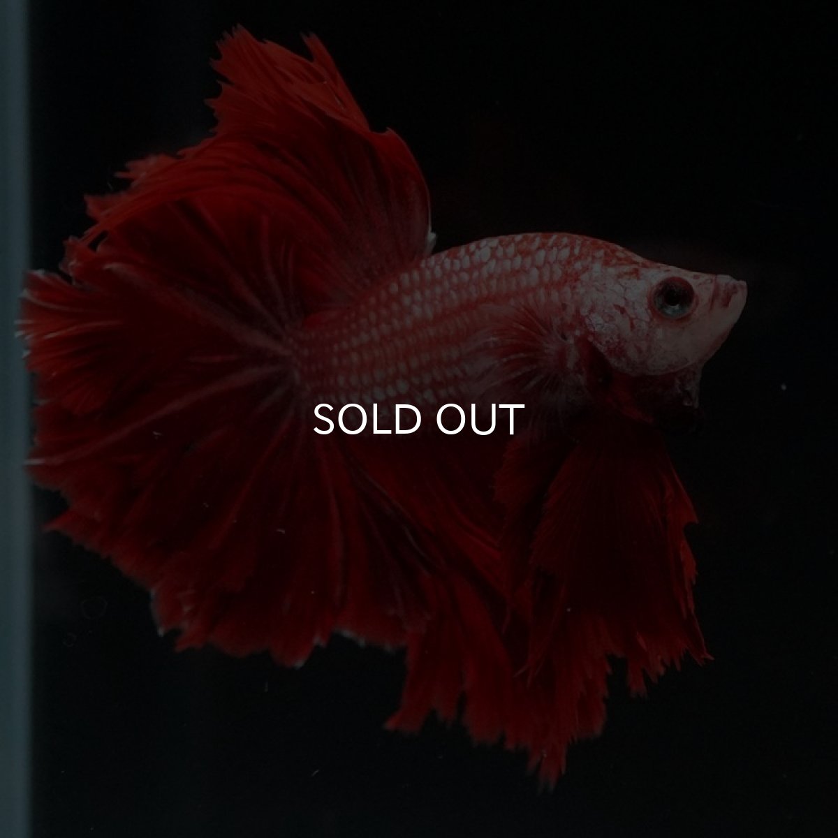 画像8: HM レッドドラゴン フェザーテール (8)