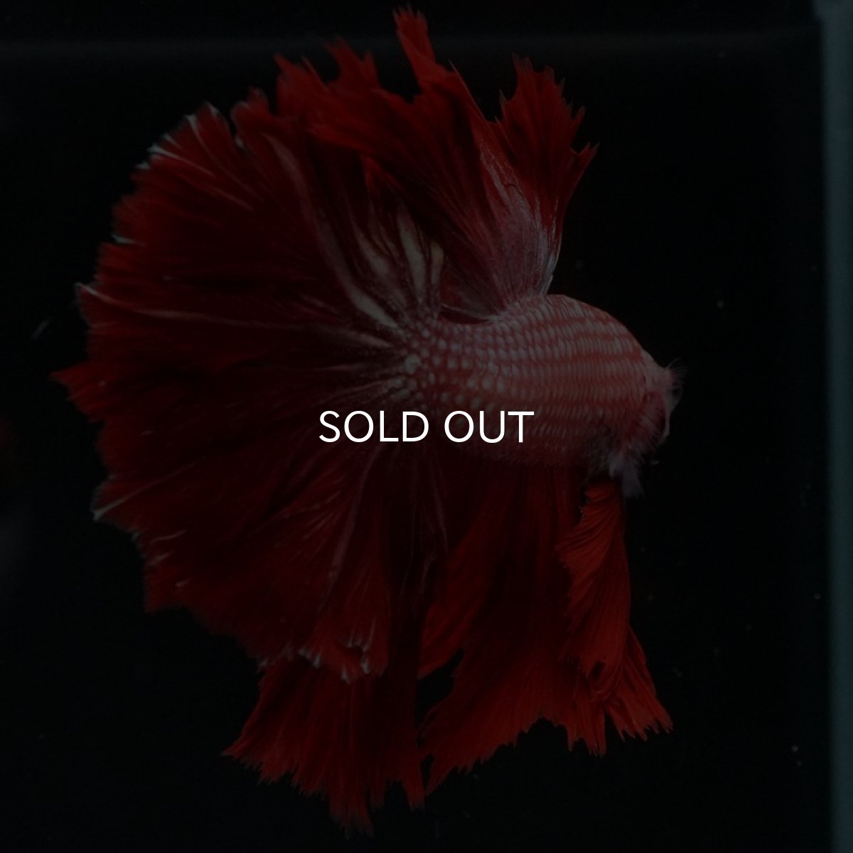 画像7: HM レッドドラゴン フェザーテール (7)