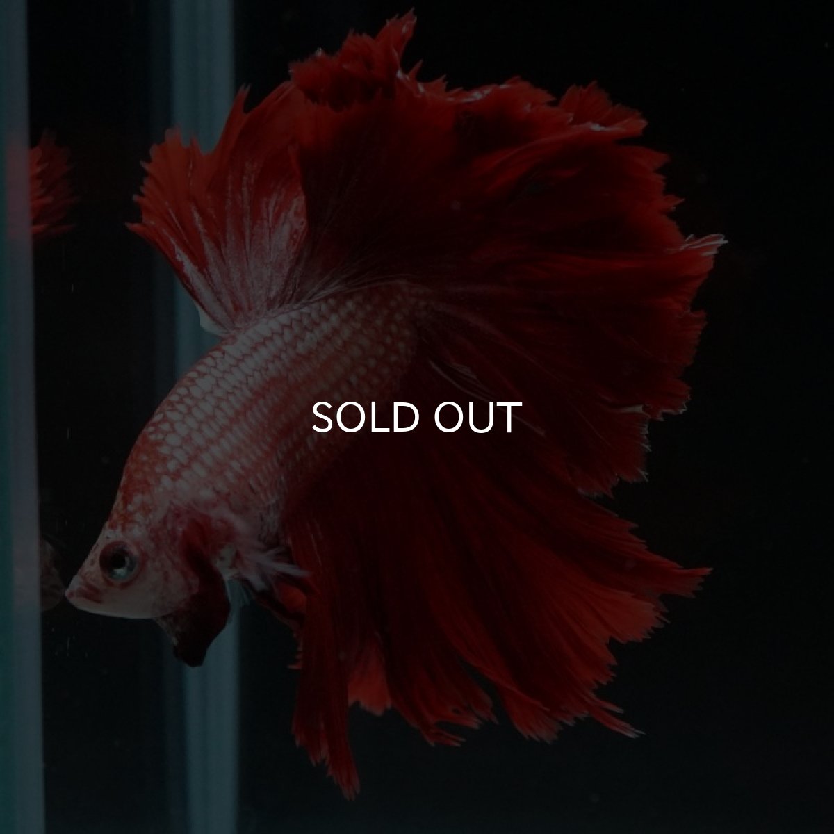 画像6: HM レッドドラゴン フェザーテール (6)