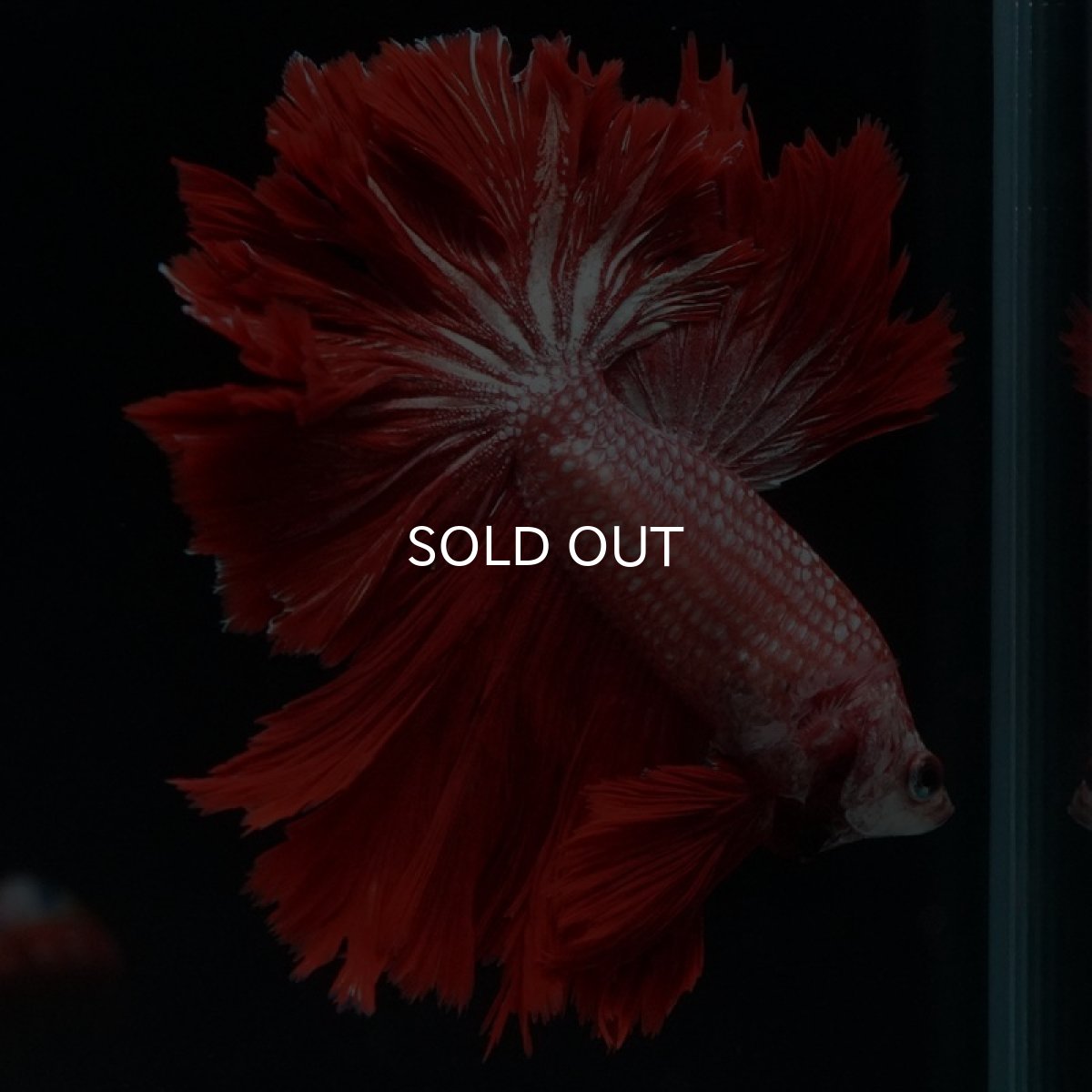 画像2: HM レッドドラゴン フェザーテール (2)