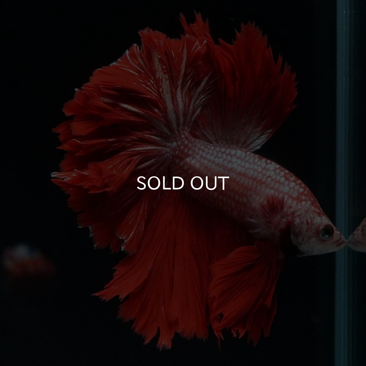 画像5: HM レッドドラゴン フェザーテール (5)