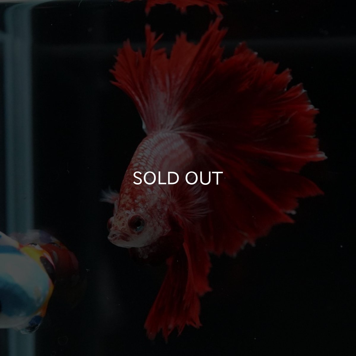 画像4: HM レッドドラゴン フェザーテール (4)