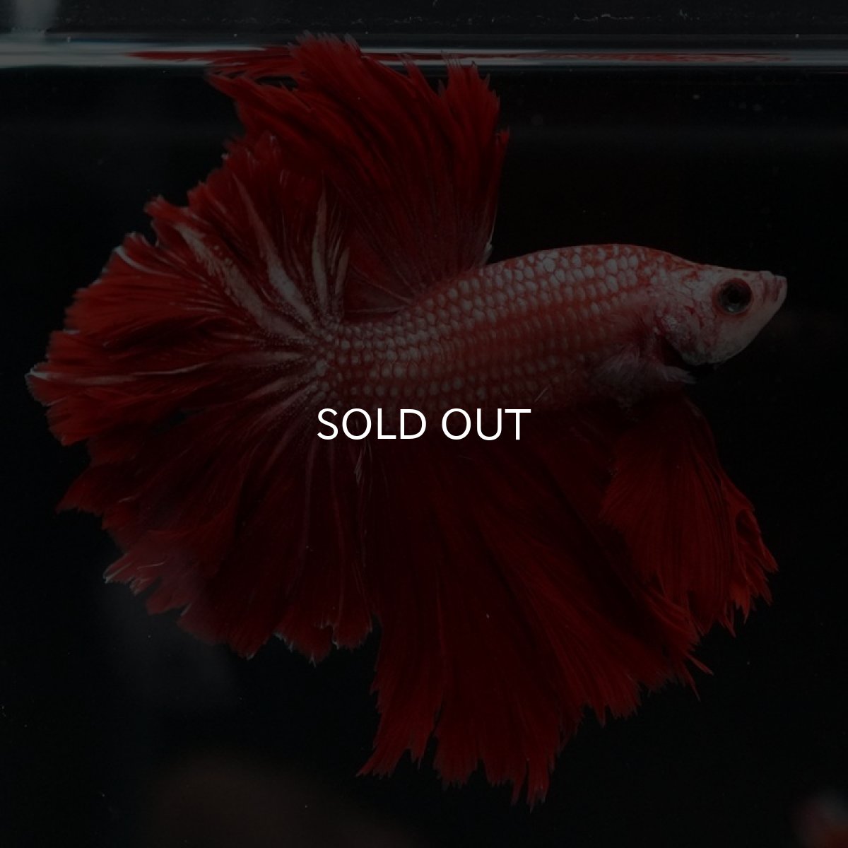 画像3: HM レッドドラゴン フェザーテール (3)