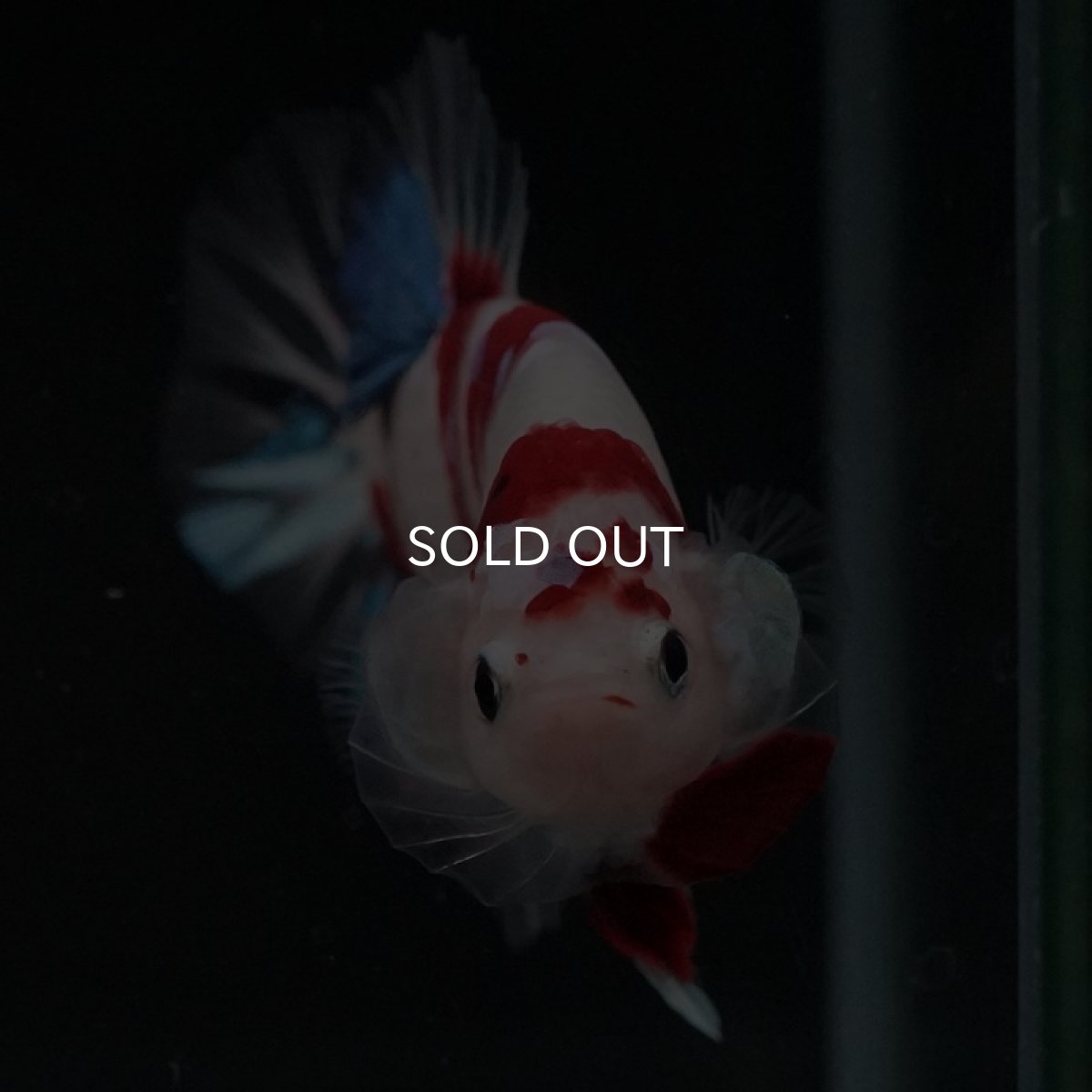 画像4: HMPK 鯉 (4)