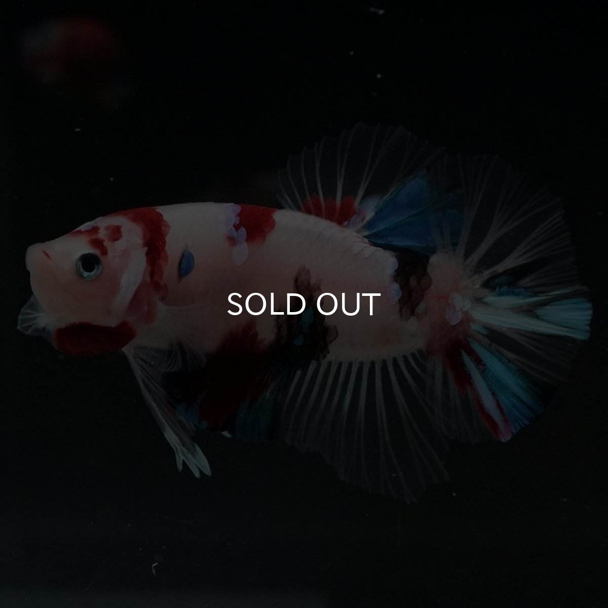 画像14: HMPK 鯉 (14)