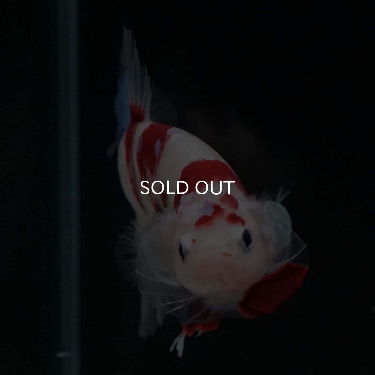 画像13: HMPK 鯉 (13)