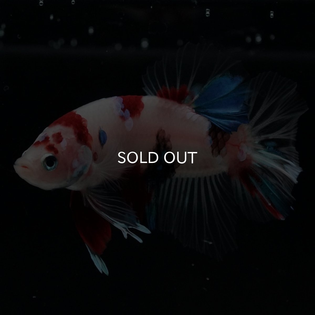 画像12: HMPK 鯉 (12)